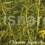 Chanvre Agricole, détail, 7.15 (c) PhI