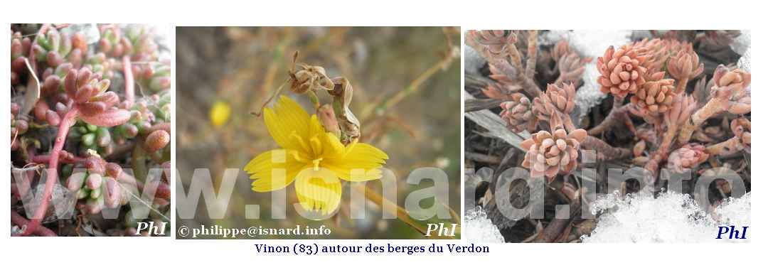bando Vinon (83) végétal autour des berges du Verdon