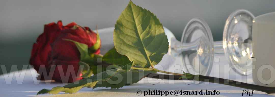 à Fréjus (83) au bord de mer, une rose... 14.5.17 © PhI