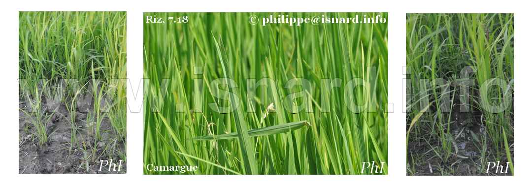 Riz en herbe, Camargue 7.18 © PhI
