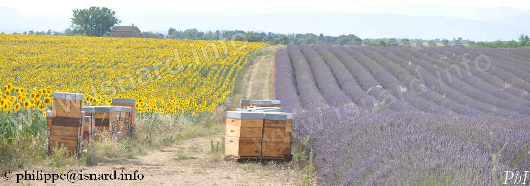Tournesol, ruches, lavande 18.7.19 Valensole (04) © PhI