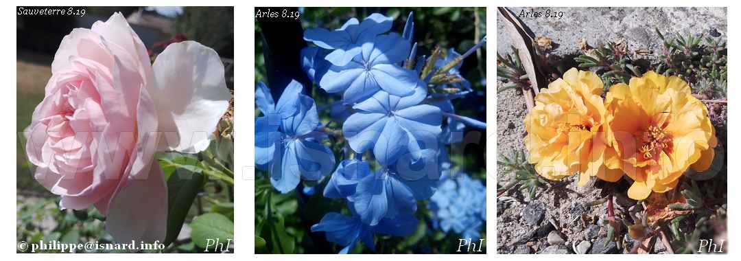 fleurs 3 couleurs, Arles-Trinquetaille (13), Sauveterre (30), 8.19 © PhI