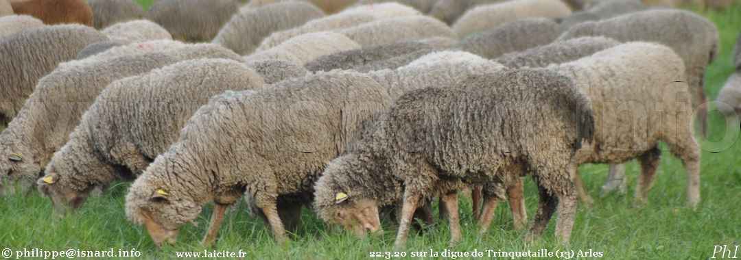 Moutons près de la digue de Trinquetaille (13) Arles 22.3.20 © PhI