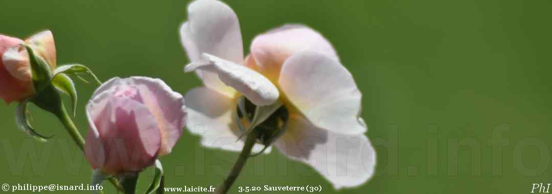 Sauveterre (30) roses de mai confiné 3.5.20 © PhI