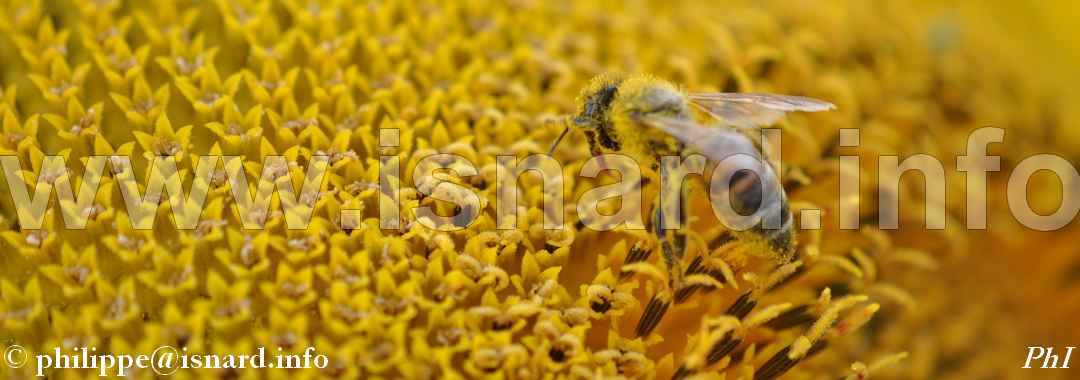 abeille & tournesol (84) Sarrians 17.9.13 © PhI