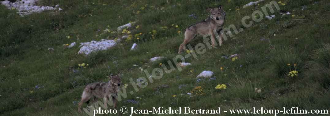 Loups sauvages © Jean-Michel Bertrand 26.6.14