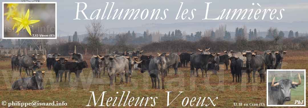 Voeux 2019 taureaux gris (13) St-Martin-de-Crau © PhI