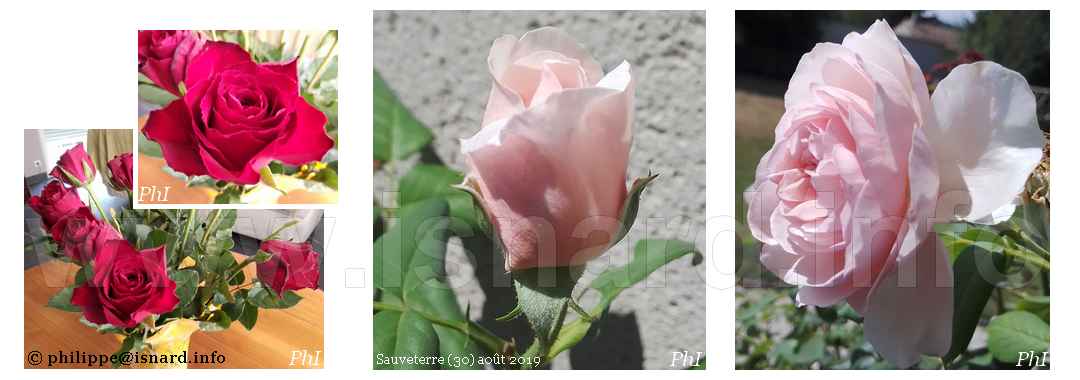 Roses & Rouges (30) Sauveterre 8.19 © PhI