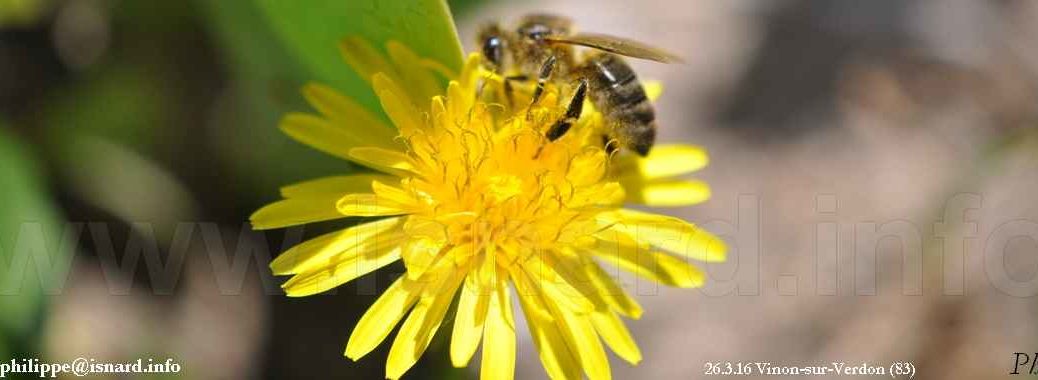 abeille & fleur (83) Vinon 26.3.19 © PhI