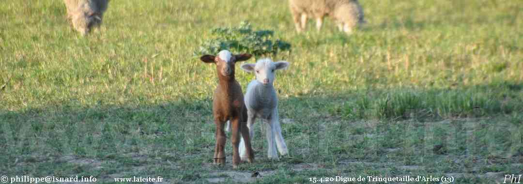 Arles (13) agneaux, digue de Trinquetaille 15.4.20 © PhI