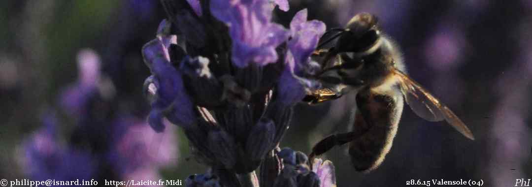 abeille grapillant le pollen de lavande (04) Valensole 28.6.15 © PhI