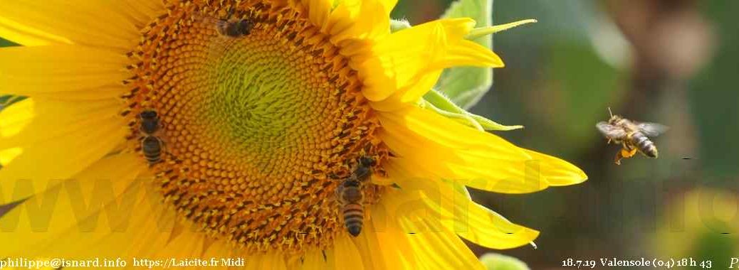 abeilles & tournesol (04) Valensole 18.7.19 © PhI