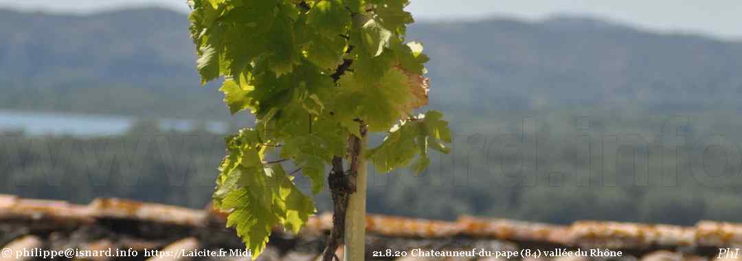 un pied de vigne qui surplombe le Rhône (84) Chateauneuf-du-pape 21.8.20 © PhI