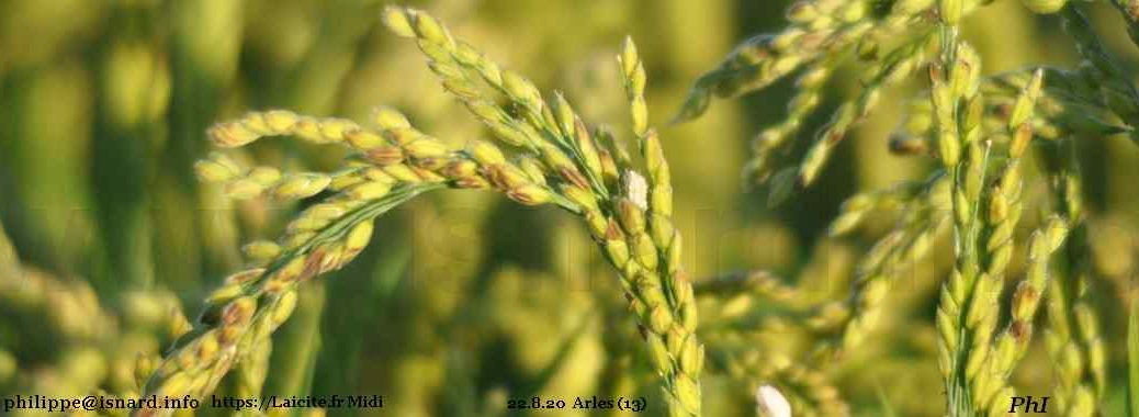 fin août, le riz de Camargue commence à brunir (13) Arles 22.8.20 © PhI