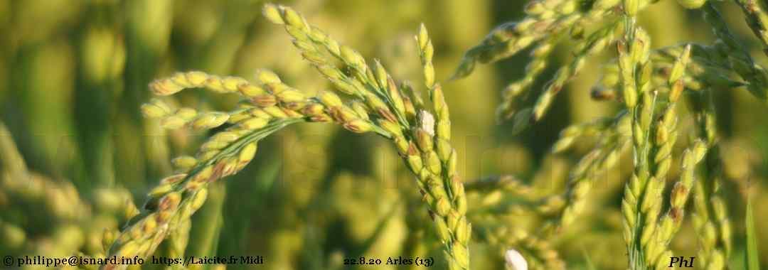fin août, le riz de Camargue commence à brunir (13) Arles 22.8.20 © PhI