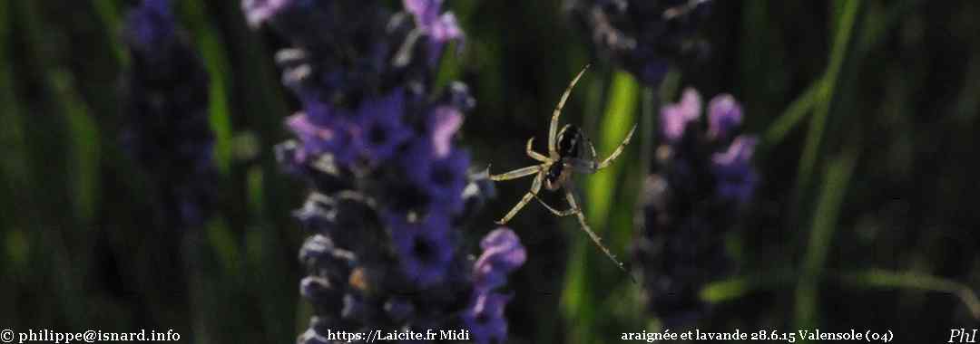 lavande et araignée 28.6.15 Valensole (04) © PhI