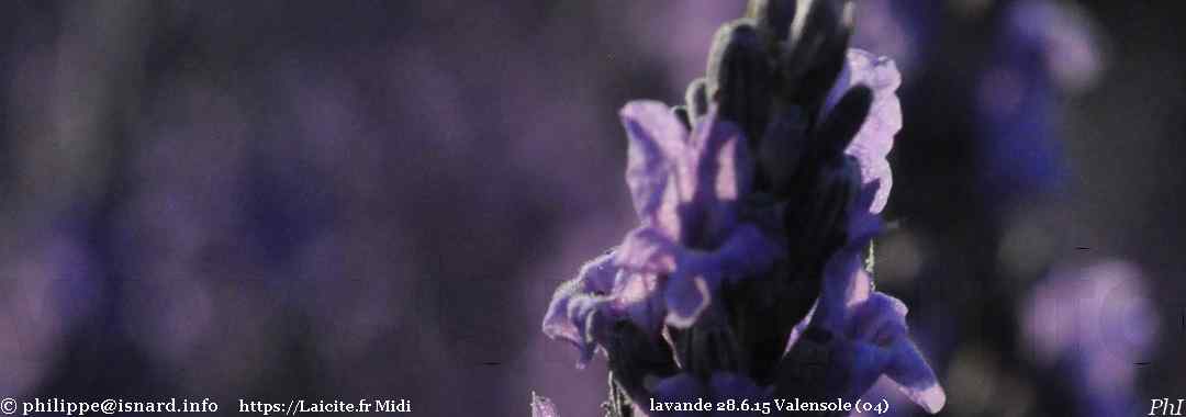 lavande 28.6.15 Valensole (04) © PhI
