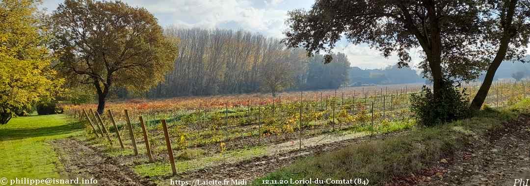 vignes aux couleurs d'automne (84) Loriol-du-Comtat 12.11.20 © PhI