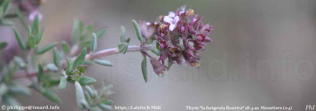 Thym "la farigoula flourira" 18.4.21 (04) Moustiers © PhI