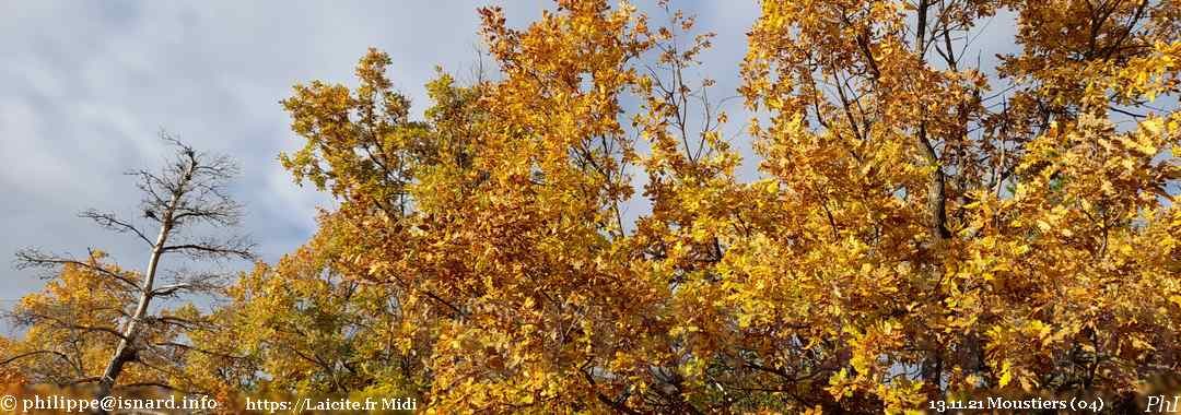 Couleurs d'automne, hauteurs de Moustiers (04) 13.11.21 © PhI