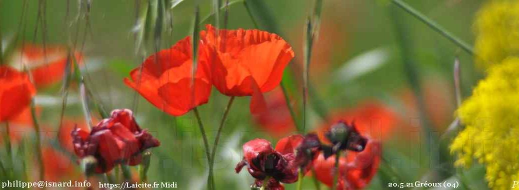 Trois couleurs, coquelicot, colza, prairie (04) Gréoux 20.5.21 © PhI