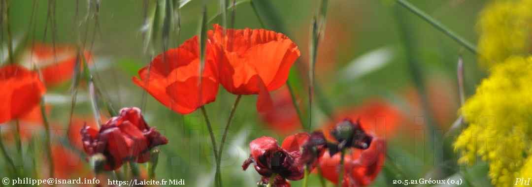 Trois couleurs, coquelicot, colza, prairie (04) Gréoux 20.5.21 © PhI