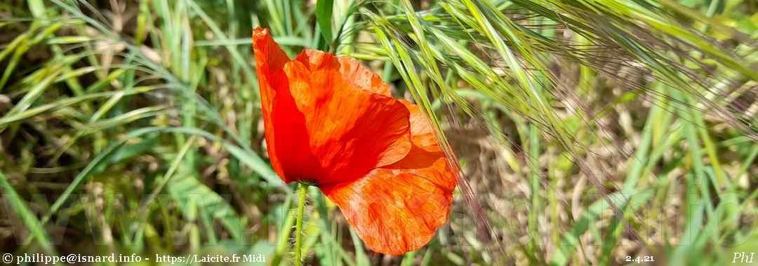 Coquelicot dans un pré, 2.4.21 © PhI