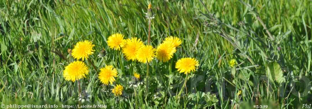 Complémentaires. fleurs de pissenlit & prairie 25.3.19 © PhI