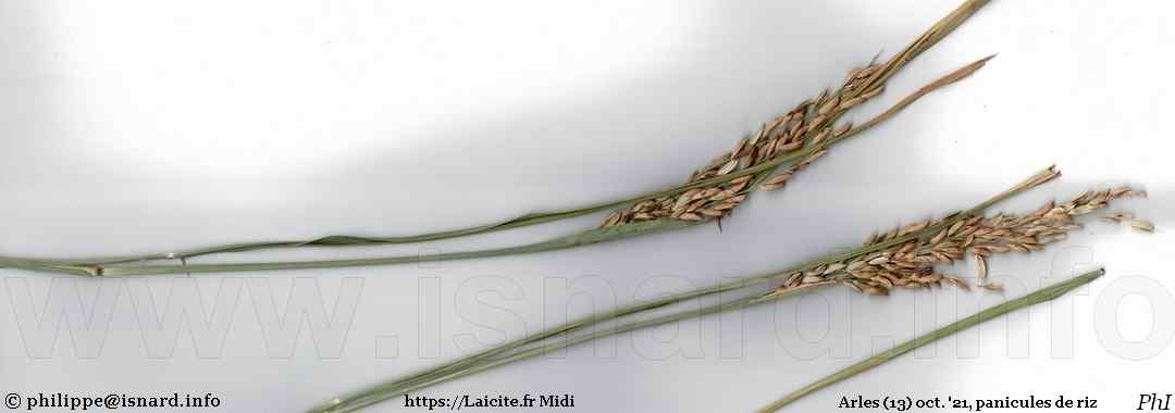 panicules de riz (13) Arles oct. '21 © PhI