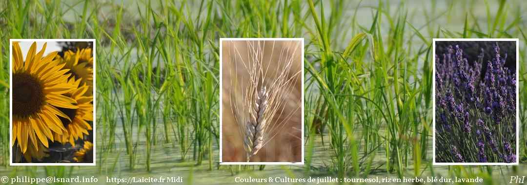couleurs de juillet : blé, riz, tournesol, lavande 7.22 © PhI