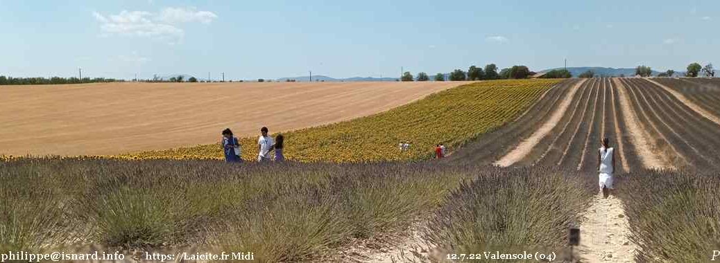 Tourisme (04) Valensole, trois couleurs, lavande, tournesol, blé 12.7.22 © PhI