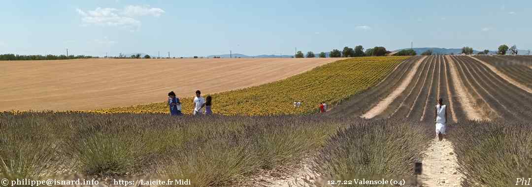 Tourisme (04) Valensole, trois couleurs, lavande, tournesol, blé 12.7.22 © PhI