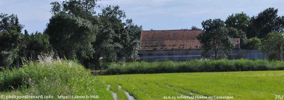 Arles (13) rizière en Camargue 21.6.13 © PhI