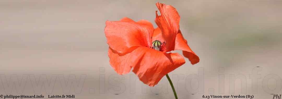 coquelicot (83) Vinon-sur-Verdon 6.13 PhI © Laicite.f Midi