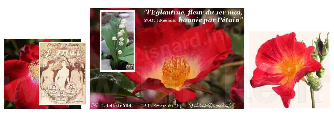 églantine et muguet, 1er mai © PhI - Laicite.fr