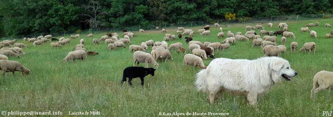 Alpes-de-Haute-Provence 6.6.21 mouton noir et chien Patou blanc © PhI