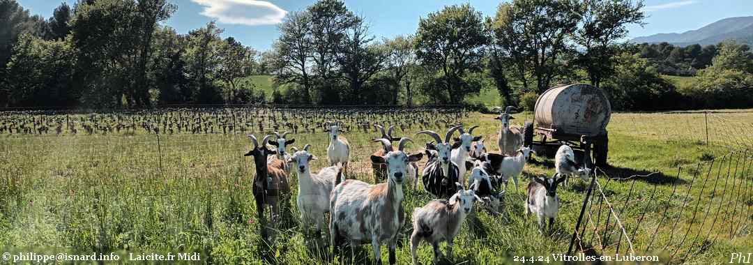 chèvres (84) Vitrolles-en-Luberon 24.4.24 © PhI