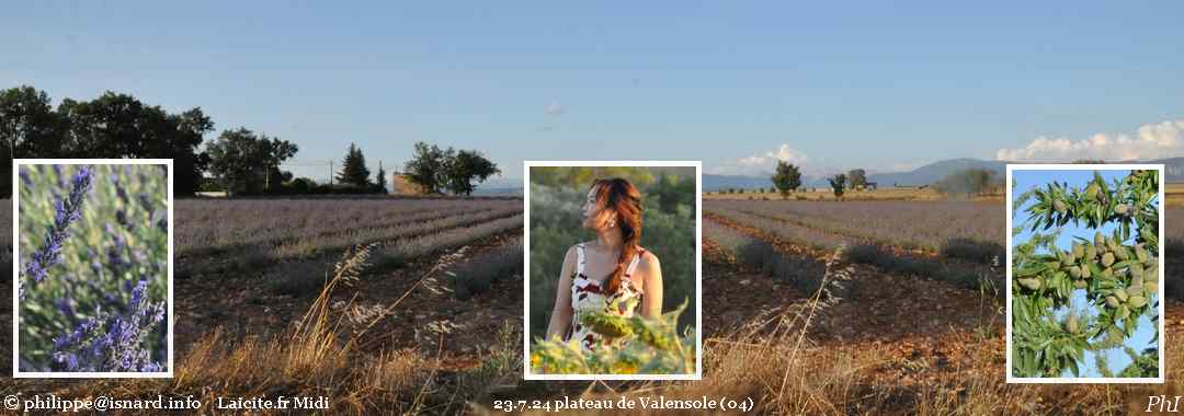 plateau de Valensole (04) lavande, blé, tourisme asiatique, tournesol, amande 23.7.24 © PhI