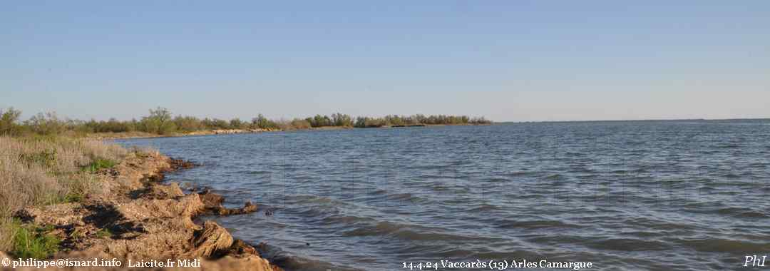 Etang de Vaccarès (13) Arles Camargue 14.4.24 © PhI