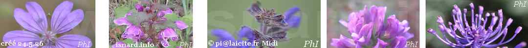 Violet's mini 25.5.26 cinq fleurs violettes © PhI