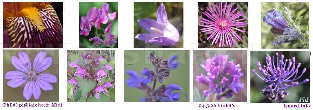 Violet's 25.5.26 fleurs violettes © PhI