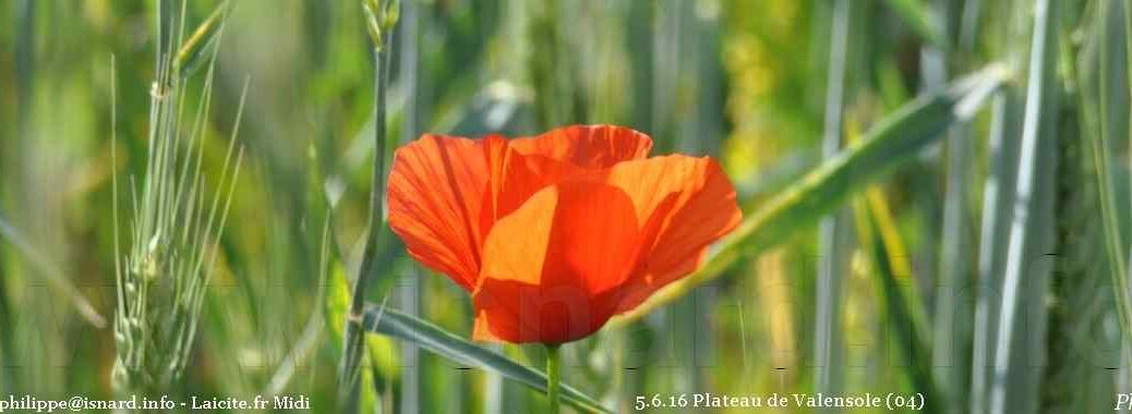 blé & coquelicot (04) Valensole 5.6.16 © PhI
