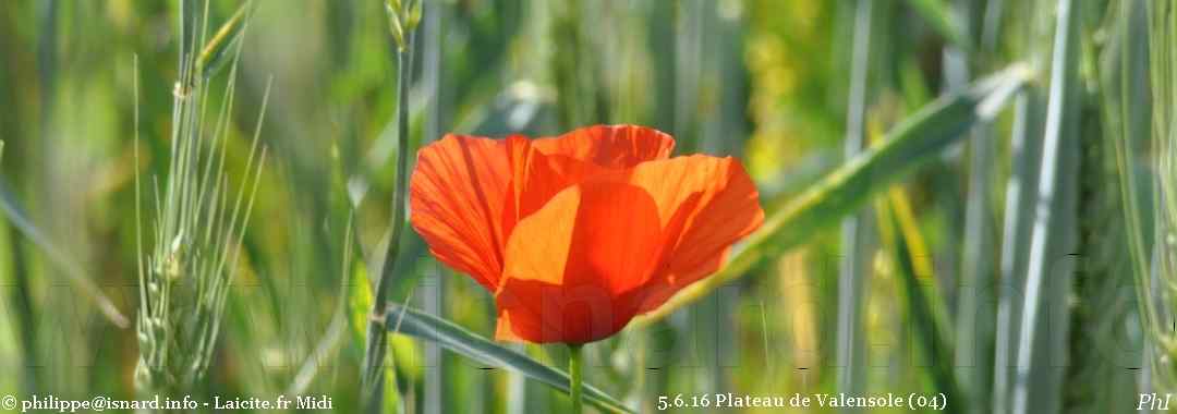 blé & coquelicot (04) Valensole 5.6.16 © PhI